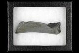 Bizarre Edestus Shark Tooth In Jaw Section - Carboniferous #130855-4
